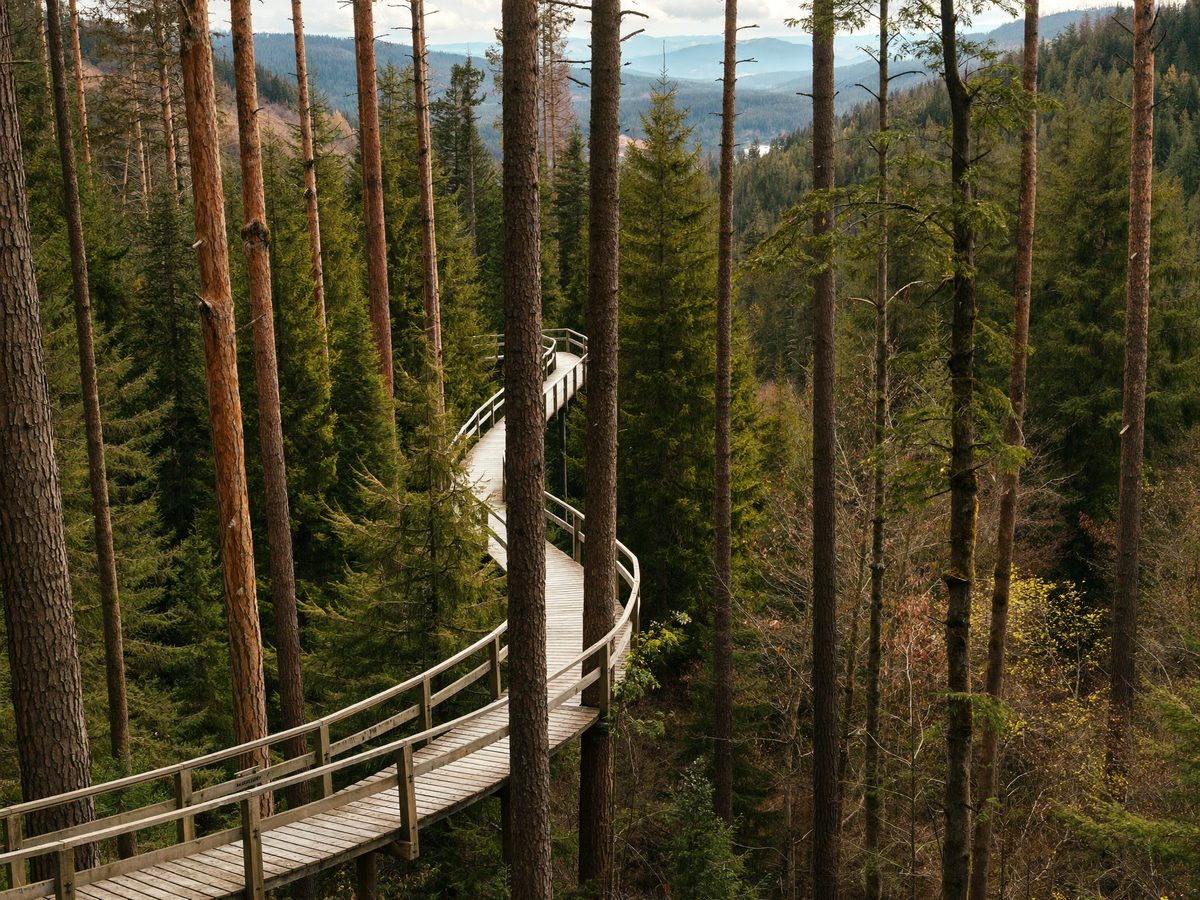 Holzsteg durch die Baumkronen