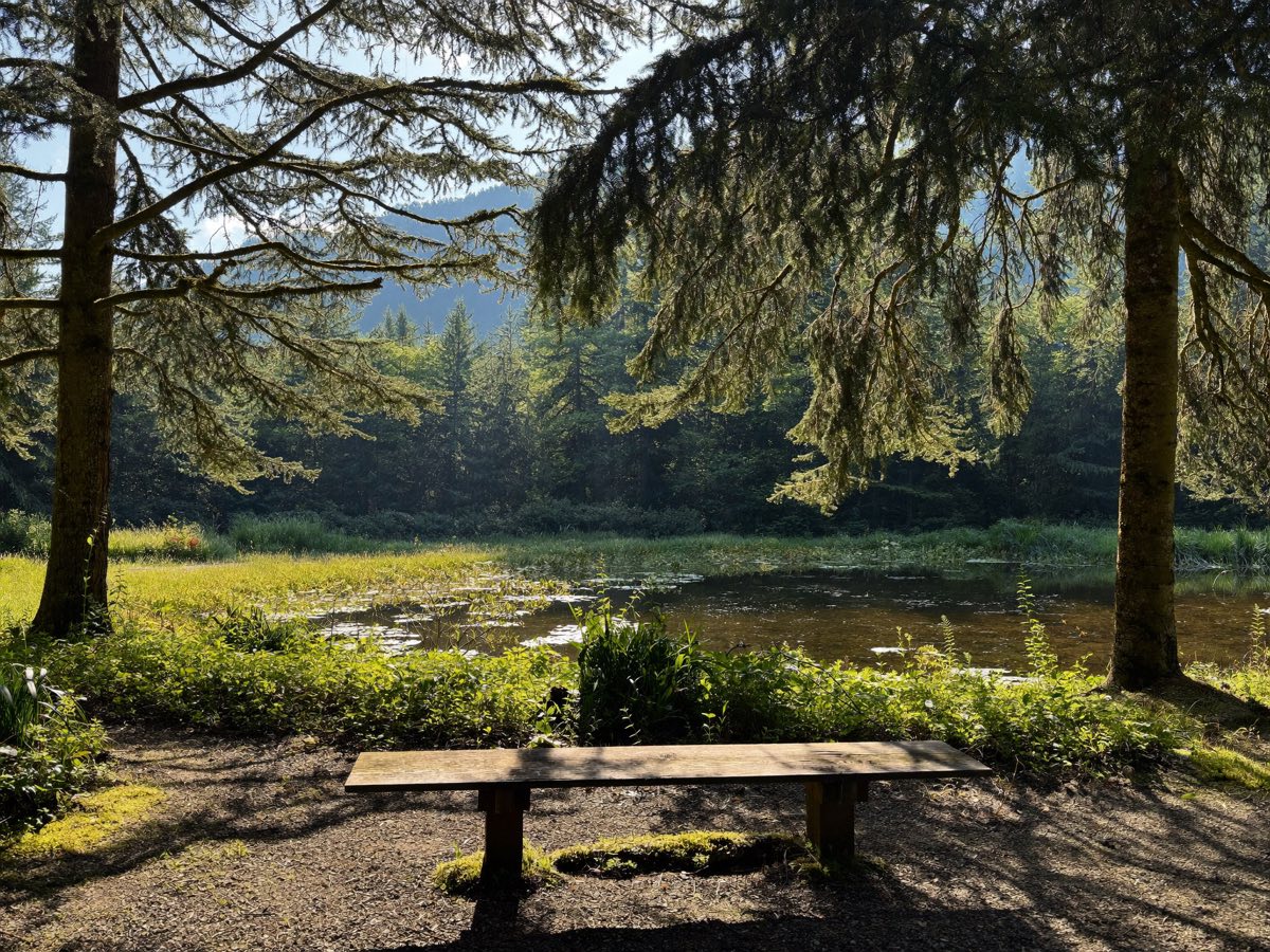 Holzbank an einem Waldweg im Harz
