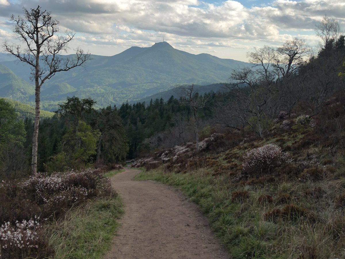 Wanderweg durch Moor und Wald im Nationalpark